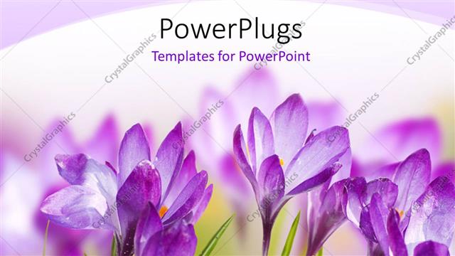  Presentation with flowers - A number of purple flowers with white background
