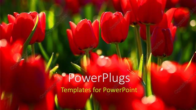  Presentation with field - A number of red flowers with blurr background