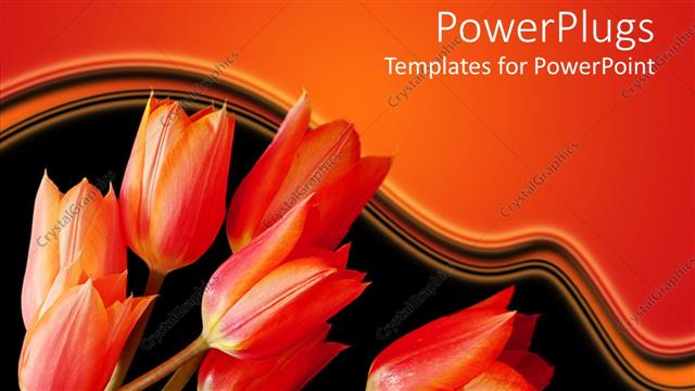  Presentation with tulips - A number of red tulips with orange background