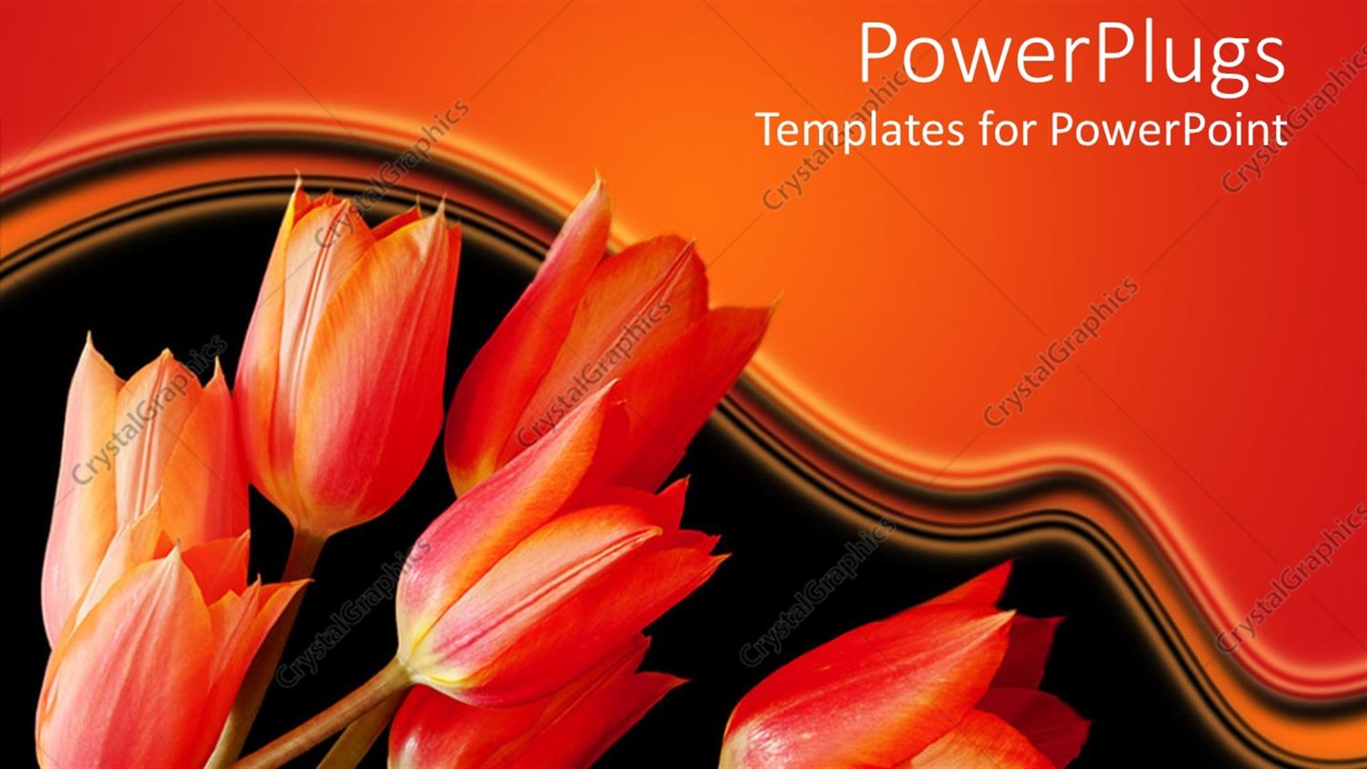 Featuring a Number of Red Tulips with Orange Background