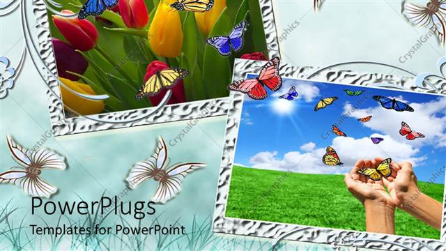  Presentation with roses - A number of roses with greenish background