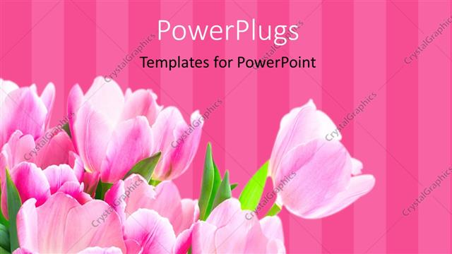  Presentation with tulip - A number of roses with pinkish lines in the background
