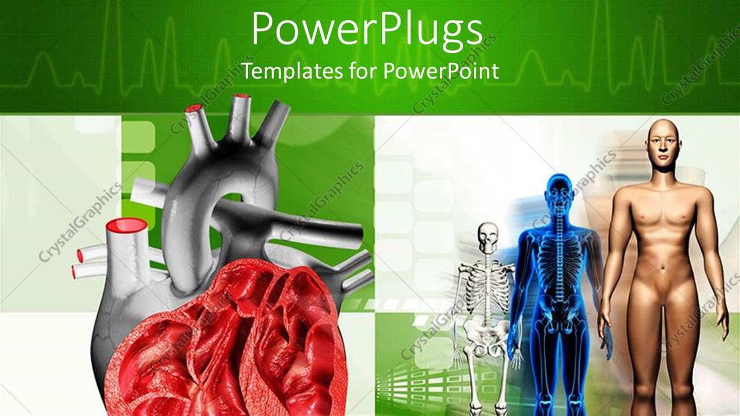 Premium Template for PowerPoint & Google Slides 