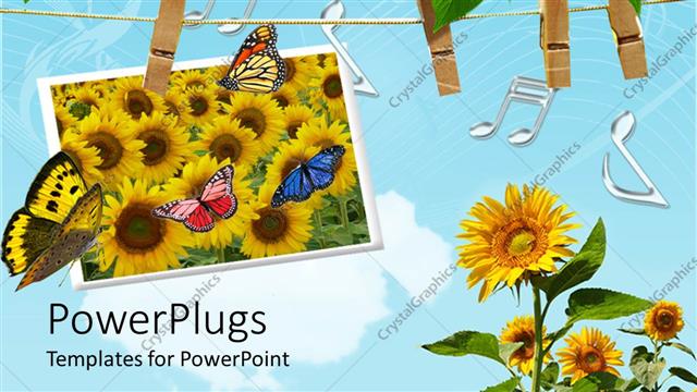  Presentation with sunflowers - A number of sunflowers with blue sky in the background