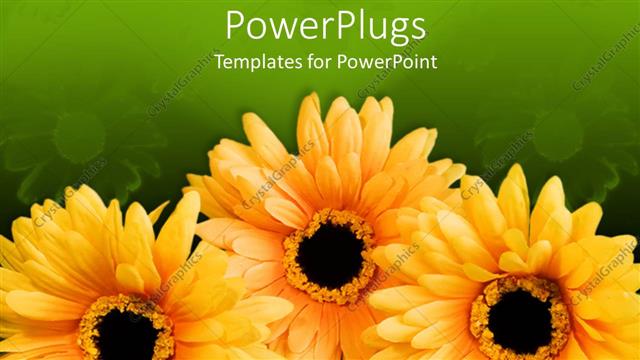  Presentation with sunflowers - A number of sunflowers with greenish background