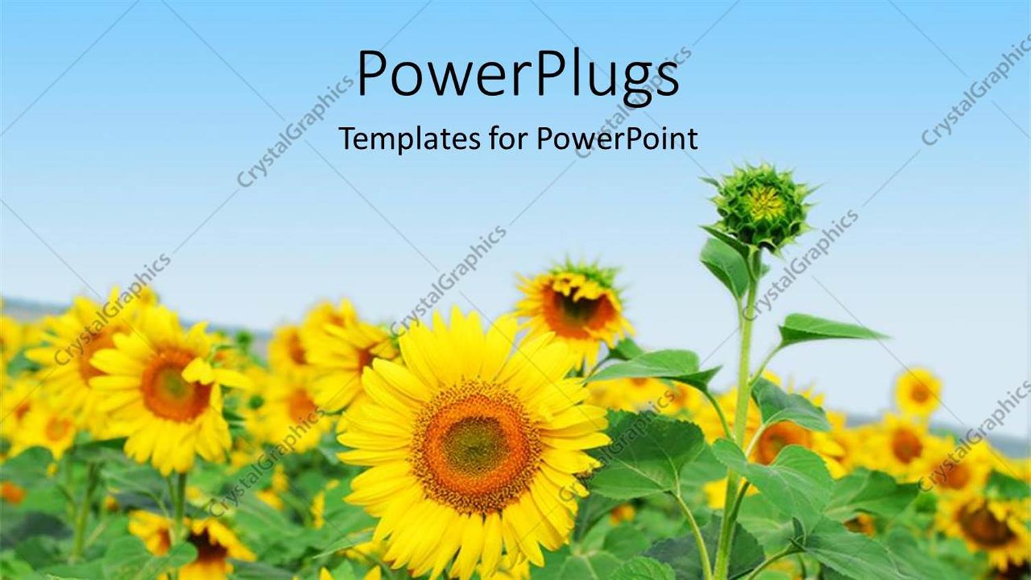 Featuring a Number of Sunflowers with  Sky in the Background