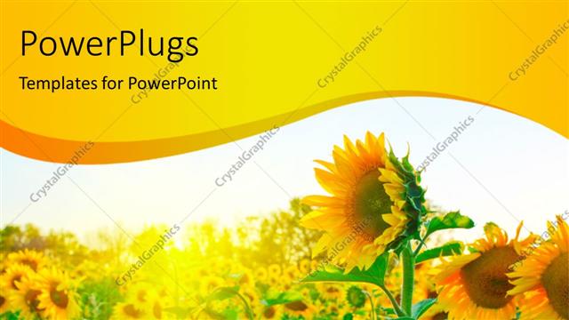  Presentation with sunflowers - A number of sunflowers with a white background