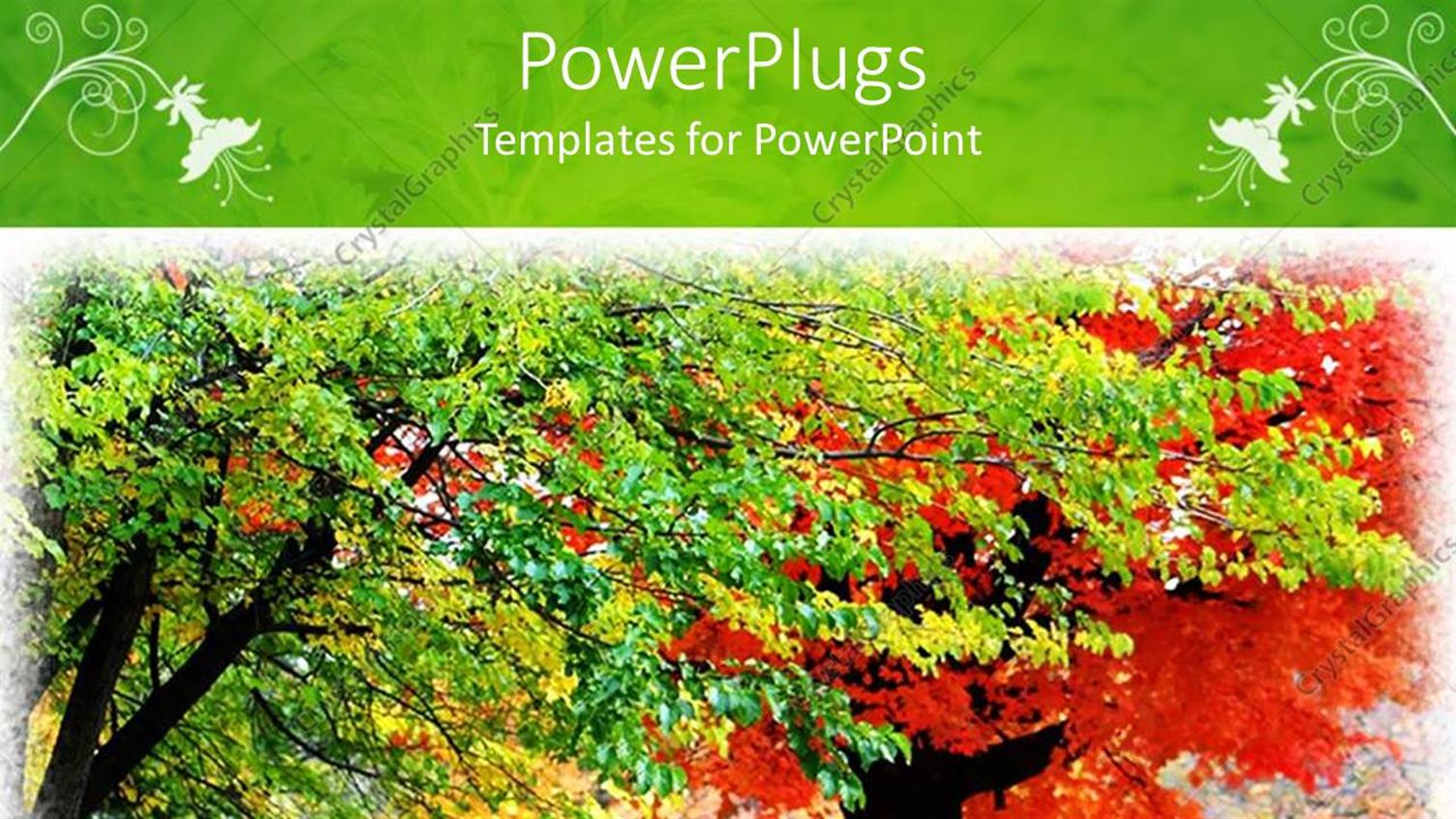 Featuring a Number of Trees Blossoming with White Frame