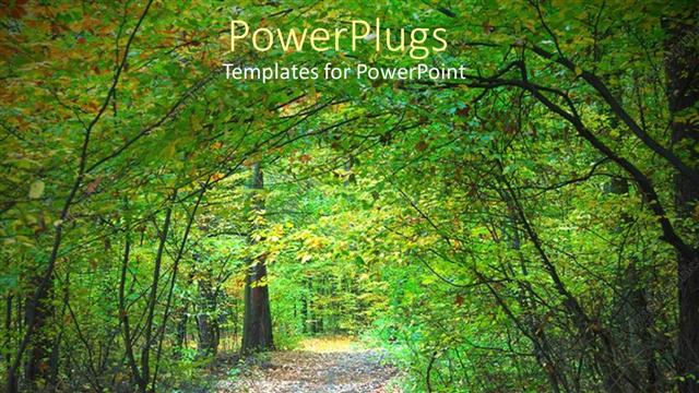  Presentation with forest - A number of trees in a forest