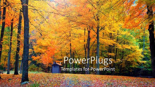  Presentation with forest - A number of trees in a forest with sky in the background