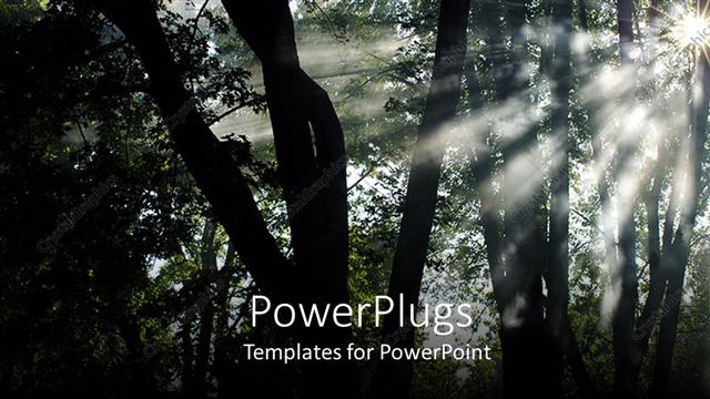  Presentation with sunshine - A number of trees with sunshine