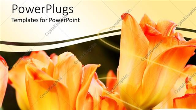  Presentation with tulips - A number of tulips with greenish background