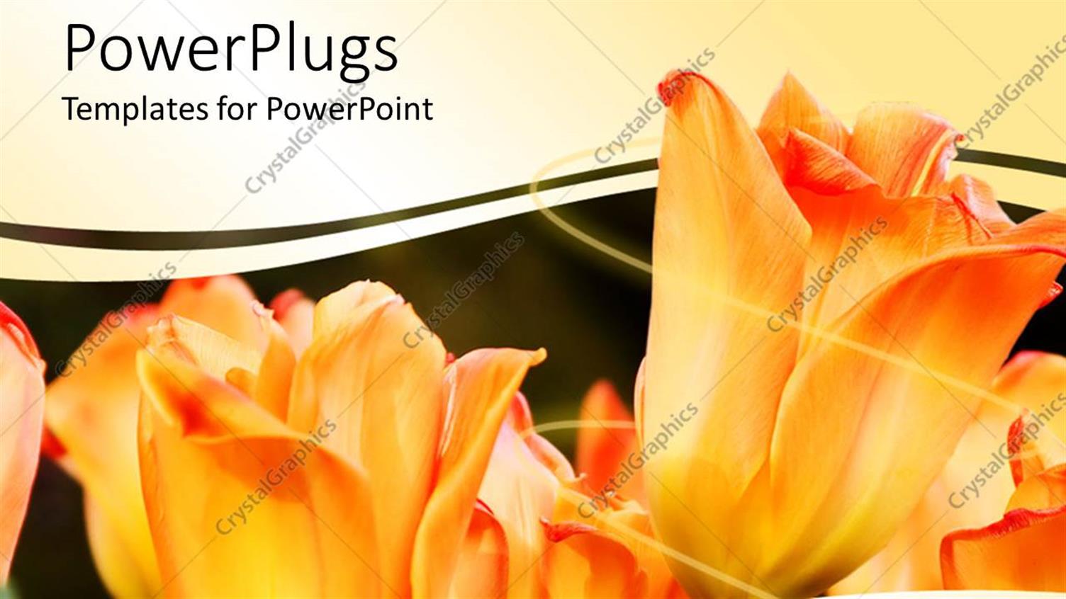 Premium Template for PowerPoint & Google Slides 