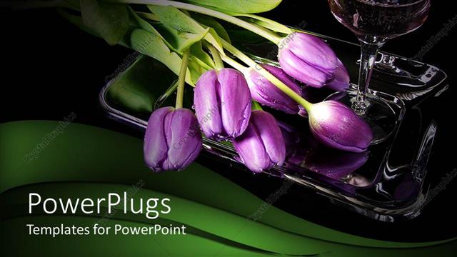  Presentation with tulips - A number of tulips in the water