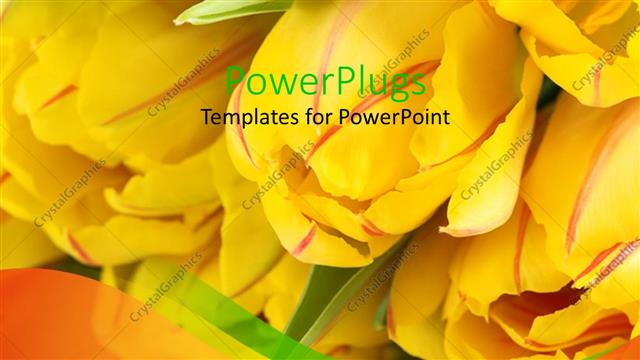  Presentation with tulips - A number of yellow tulips with blurred background