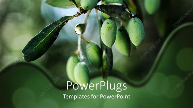  Presentation with unripe - Olive branch with green unripe olives in blurred background