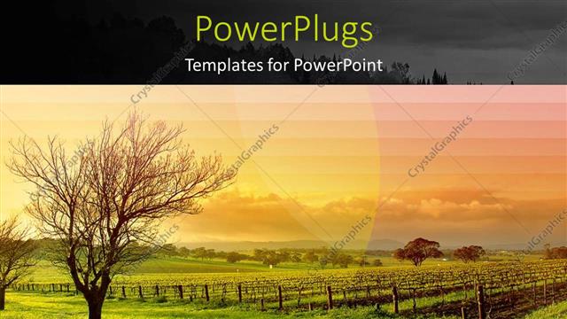  Presentation with field - An open grass field with a dried up trees