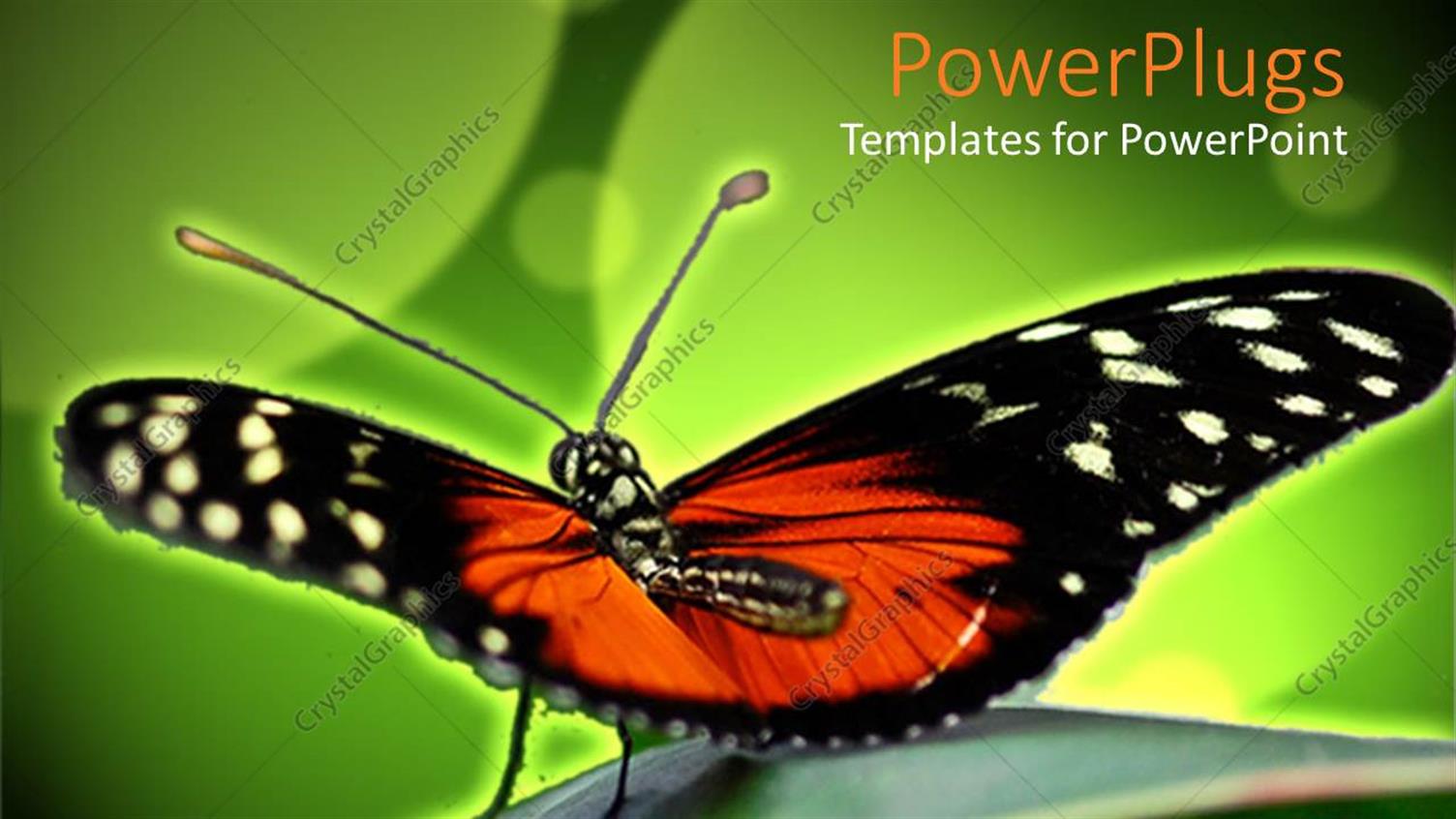 Featuring Orange and Black Butterfly Sits on Green Leaf