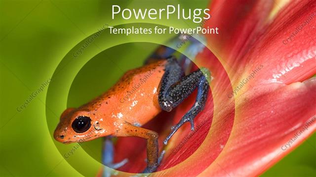  Presentation with blade - Orange and black salamander on a red flower blade