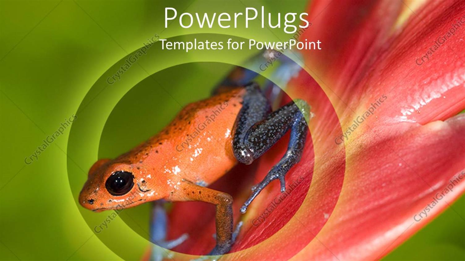 Premium Template for PowerPoint & Google Slides 