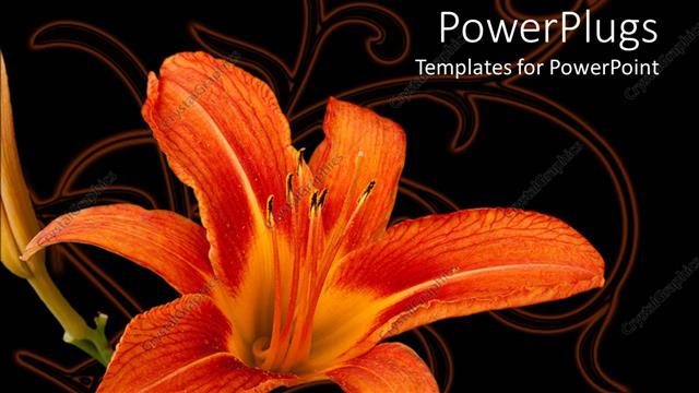  Presentation with dark flower - Orange lily flower on abstract design and dark background