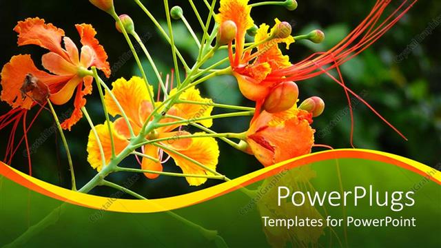 Presentation with yellow orange - Orchid with yellow orange flowers, Greenery dominance