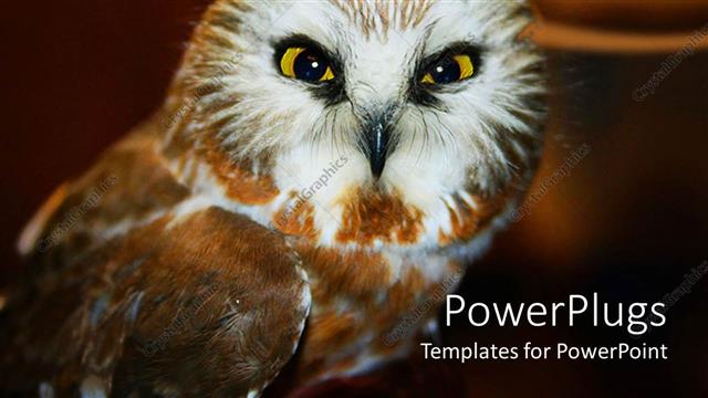  Presentation with faded - Owl watching directly into focus on faded dark brown background