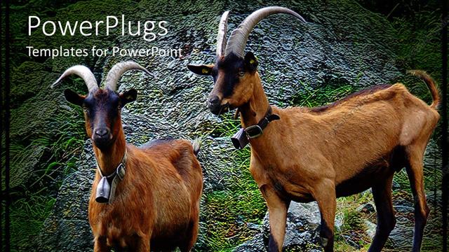 Presentation with rocks - A pair of alp goats standing on the rocks