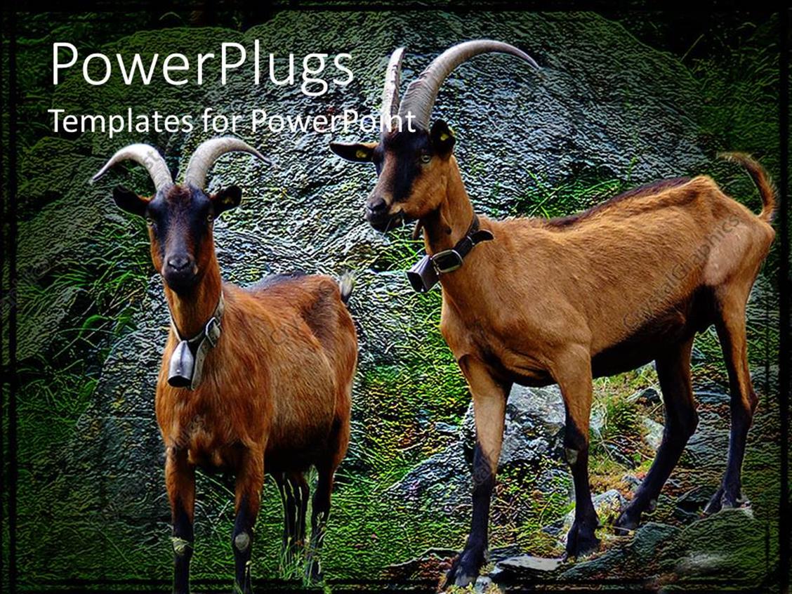 powerpoint-template-a-pair-of-alp-goats-standing-on-the-rocks-14412