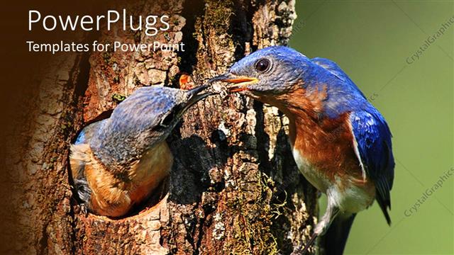  Presentation with bluebirds - A pair of birds sharing food