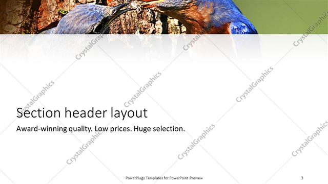 Section Header presentation slide layout