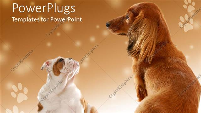  Presentation with footprints - A pair of dogs with footprints in the background