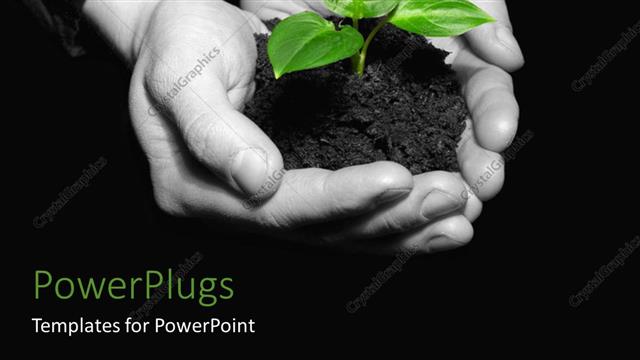  Presentation with hands holding - A pair of human hands holding a small growing plant