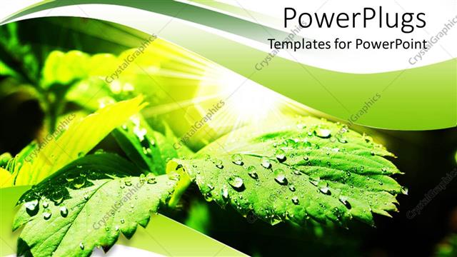  Presentation with water droplets - A pair of leaves with water droplets