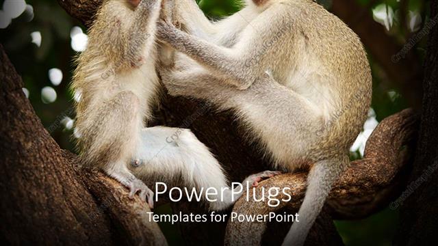  Presentation with pair - A pair of monkeys on a tree