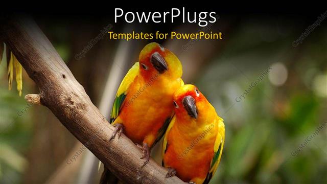  Presentation with parrots - A pair of parrots with blurred background