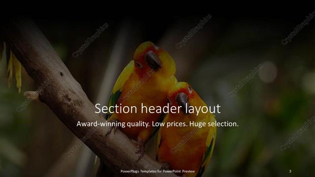 Section Header presentation slide layout