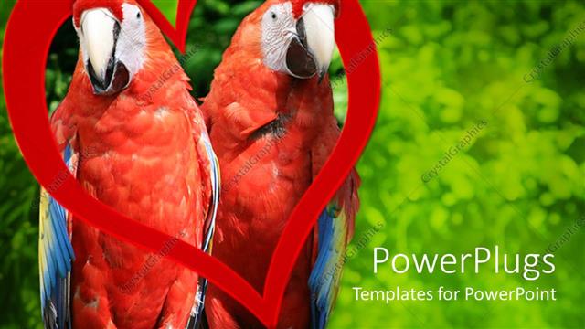  Presentation with parrots - A pair of parrots with green background