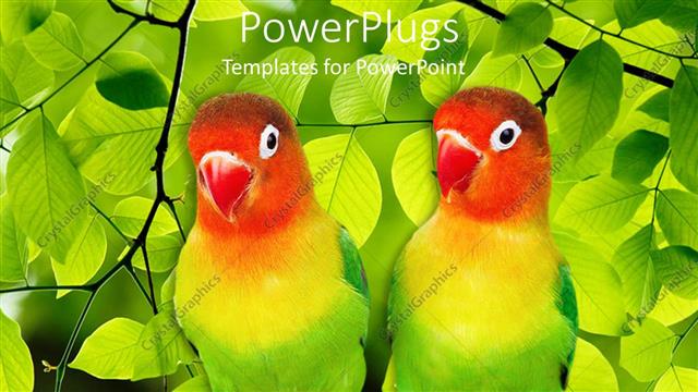  Presentation with parrots - A pair of parrots with leaves in the background