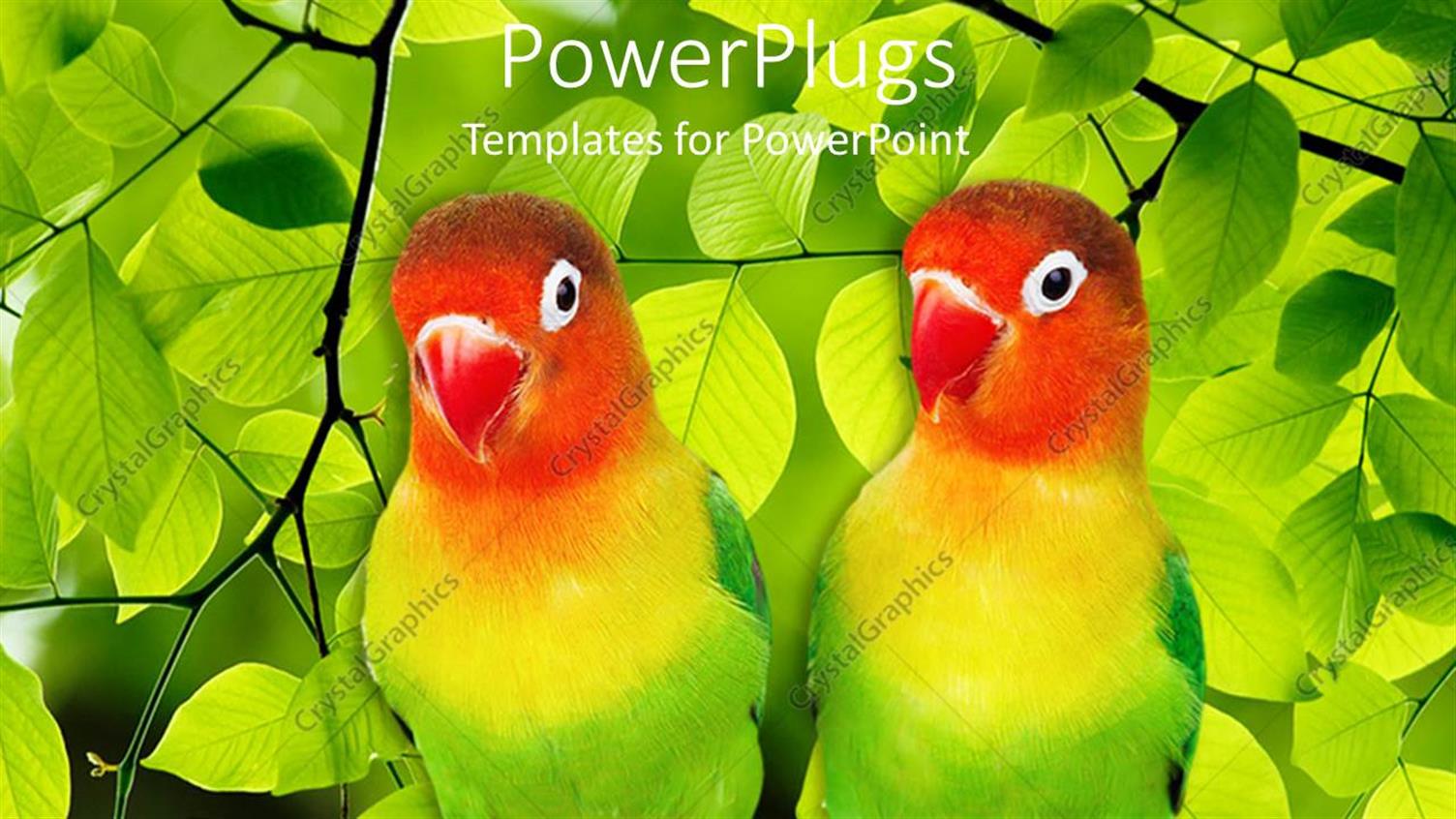 Premium Template for PowerPoint & Google Slides 