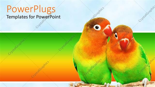  Presentation with parrots - A pair of parrots with multicolored background