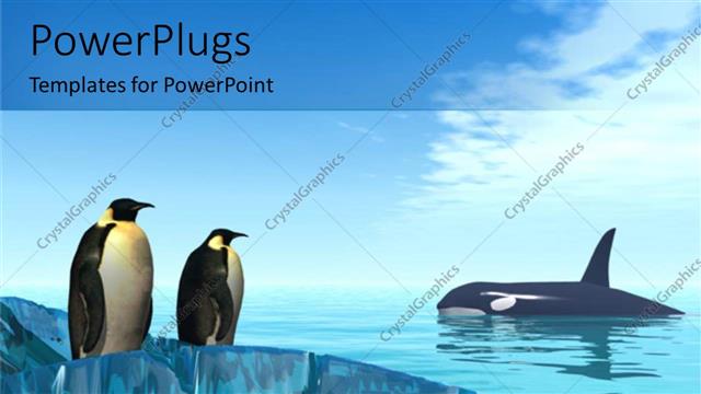  Presentation with shark - A pair of penguins together with shark in the background