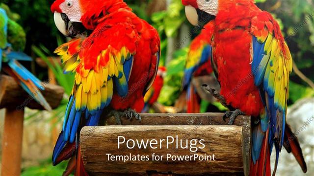  Presentation with parrots - A pair of red parrots with greenery in the background