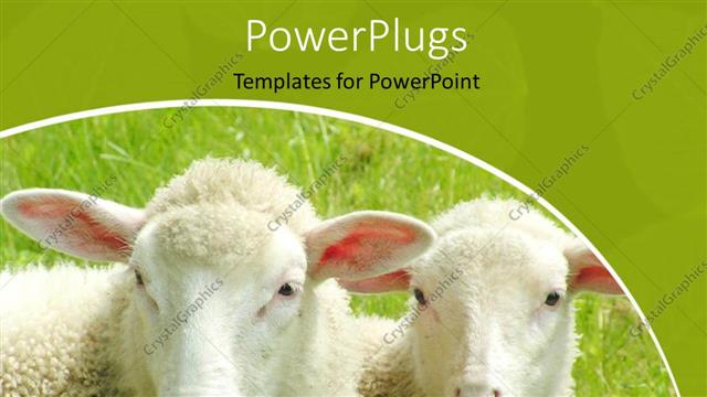  Presentation with sheep - A pair of sheep with greenery in the background