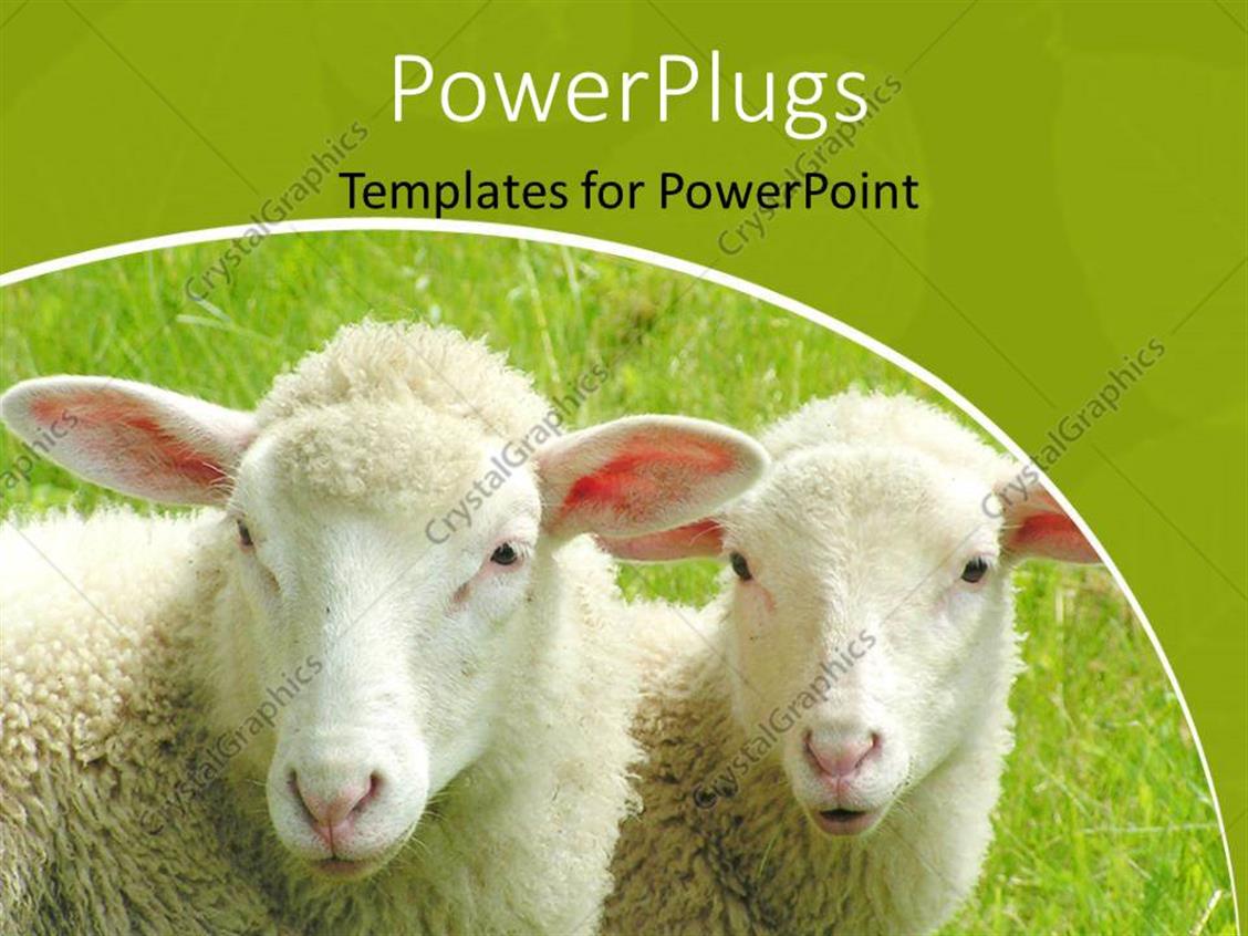 powerpoint-template-a-pair-of-sheep-with-greenery-in-the-background