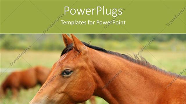  Presentation with horse - Partial view of an adult brown colored horse on a grass field