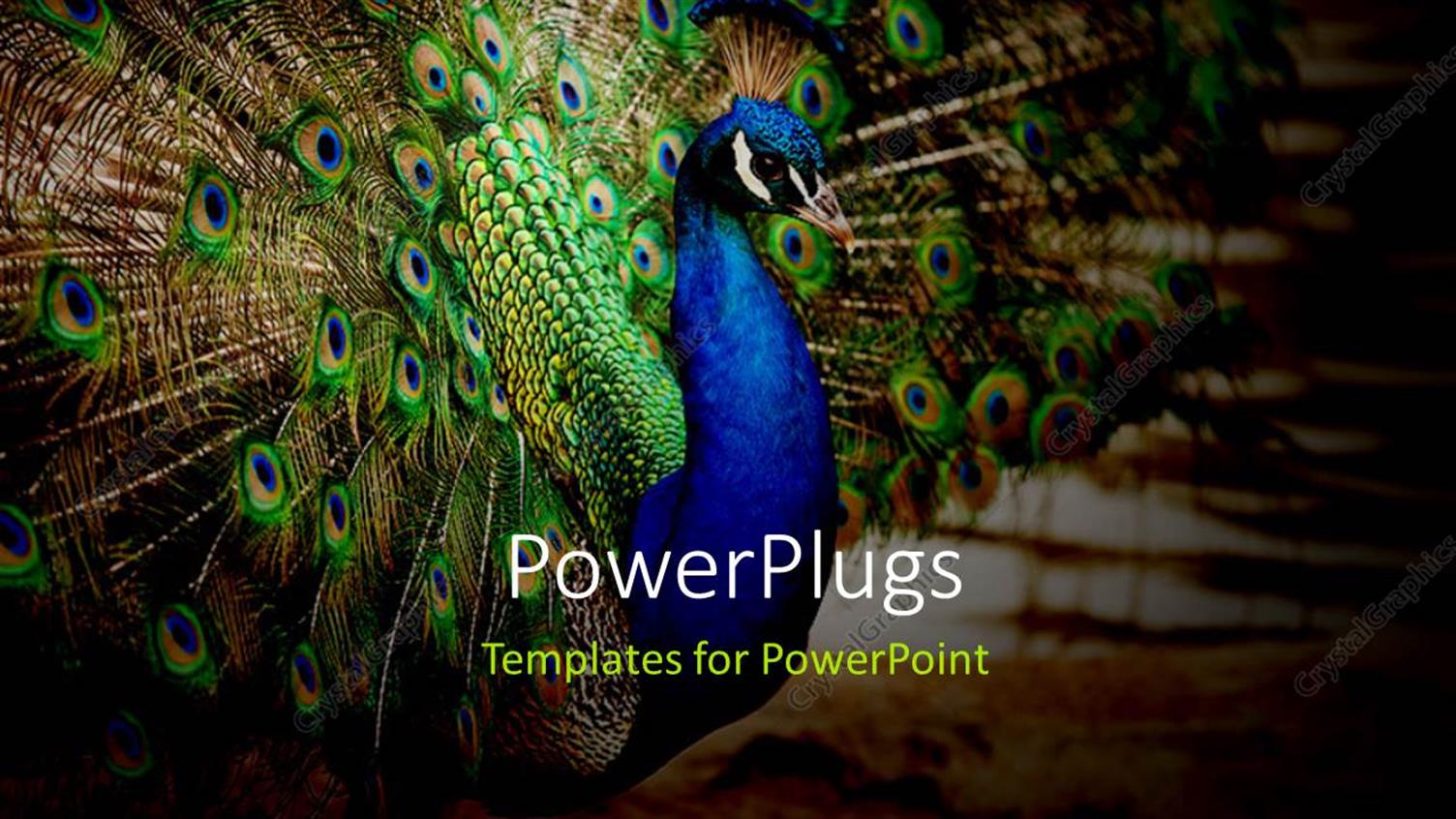 Premium Template for PowerPoint & Google Slides 