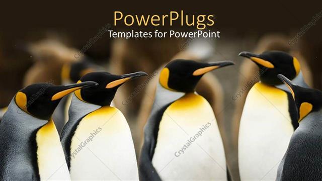  Presentation with together - Pelicans converge together over blurry background?