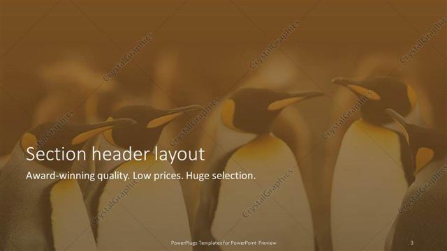 Section Header presentation slide layout