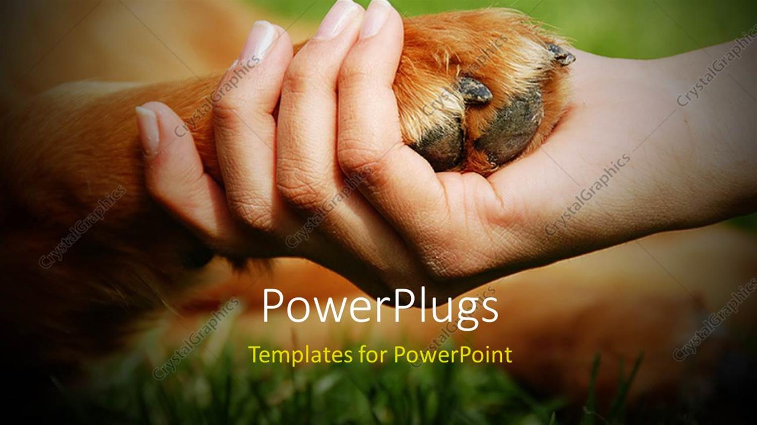 Premium Template for PowerPoint & Google Slides 